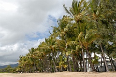 0050 Palm Cove